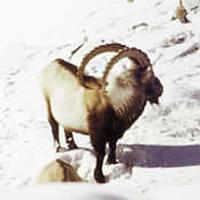 Altay Ibex