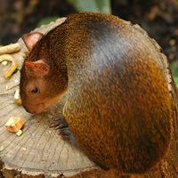 Agouti