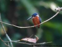 Blue-eared Kingfisher, Alcedo meninting