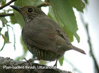 Plain-backed Thrush