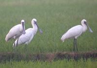 Eurasian Spoonbill Platalea leucorodia 노랑부리저어새