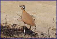 Cream-coloured Courser- Cursorius cursor