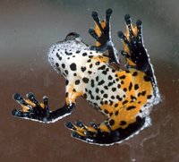 : Dendropsophus marmoratus