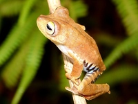 : Hypsiboas calcaratus