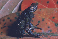 : Ophryophryne microstoma