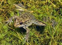 : Rana aurora; Red-legged Frog