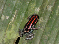 : Ranitomeya duellmani