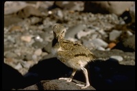 : Haematopus palliatus; American Oystercatcher