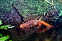 : Tylototriton verrucosus; Yunnan Newt