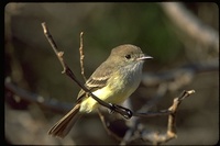 : Myiarchus magnirostris; Galapagos Broad Bill Flycatcher