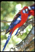 : Platycercus elegans ssp. elegans; Crimson Rosella