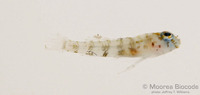 : Eviota sp.