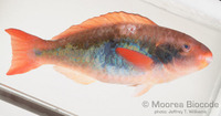 : Scarus forsteni