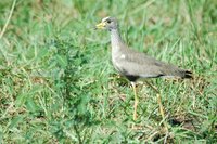 : Vanellus senegallus; African Wattled Lapwing