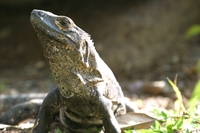 : Ctenosaura similis; Spiny-tailed Iguana