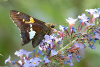 : Epargyreus clarus; Silver-spotted Skipper