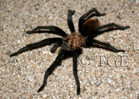 : Aphonopelma chalcodes; Arizona Blonde Tarantula