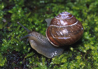 : Cepaea nemoralis; Grovesnail