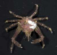 : Menaethius monoceros