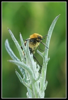 : Trichius fasciatus