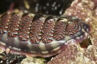 : Tonicella lokii; Flame Lined Chiton