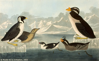 ...cient Murrelet/Crested Auklet/Least Auklet/Rhinoceros Auklet