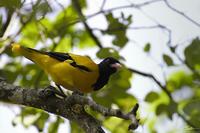 Oriolus xanthornus  Black-hooded Oriole photo