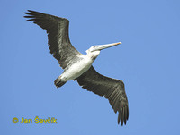 Photo of pelikán hnědý, Brown Pelican, Braunpelikan, Pelícano Alcatraz,  Pelecanus occidentalis