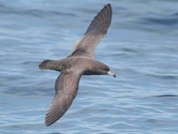 Flesh-footed shearwater