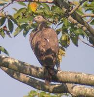 Grey-headed Fish Eagle (Ichthyophaga ichthyaetus) 2004. december 17. Kohora, cultivated area