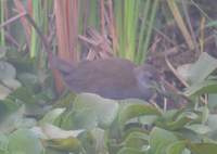 Brown Crake (Amaurornis akool) 2004. december 30. Bund Baretha