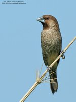 Scaly-Breasted Munia Scientific name: Lonchura punctulata