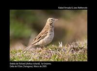 Richards Pipit - Anthus richardii - Bisbita de Richard - Piula Grossa