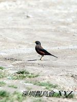 Turdus rubrocanus Grey-headed Thrush 灰頭鶇 074-009