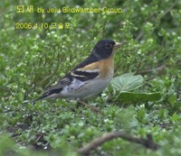 되새Brambling