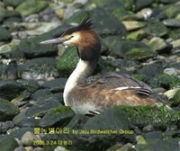 뿔논병아리Great-crested Grebe