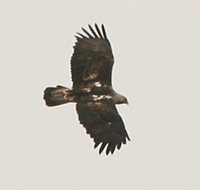 Eastern Imperial Eagle