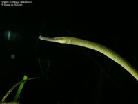 Snippe (Entelurus aequoreus) Foto/billede af