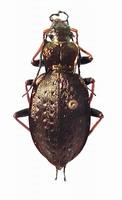 Carabus linnaei