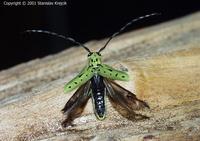 Saperda perforata var. rudolfi