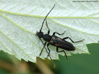 Anoplodera sexguttata var. excalamationis