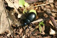 Timarcha tenebricosa
