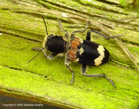 Clerus mutillarius