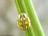 Myzia oblongoguttata - Striped Ladybird