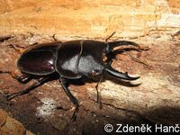 Dorcus ghiliani