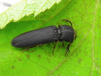 Melasis buprestoides