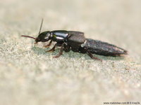 Ocypus fuscatus