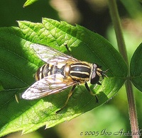 Helophilus pendulus