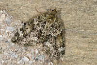 Chloroclysta siterata - Red-green Carpet