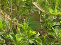 Callophrys rubi - Green Hairstreak